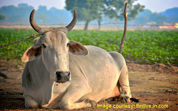 Ban on slaughter of cows and its progeny